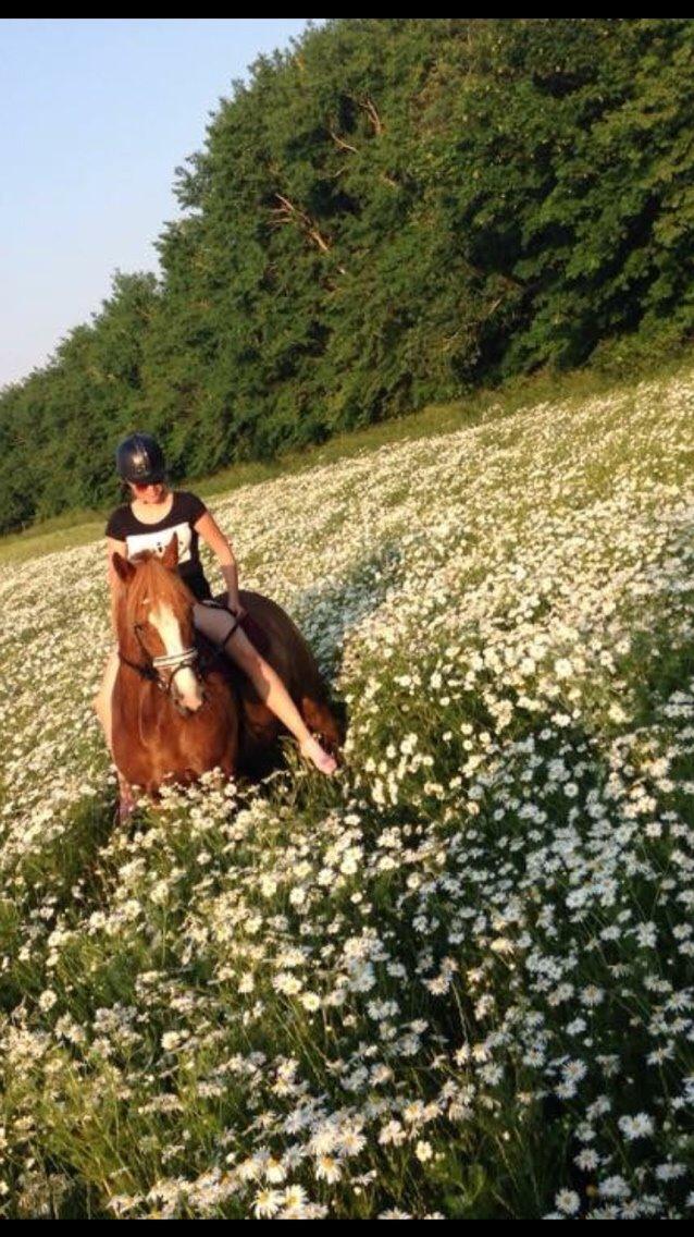 Anden særlig race Eponine!*<3 den bedste pony!<3 billede 15