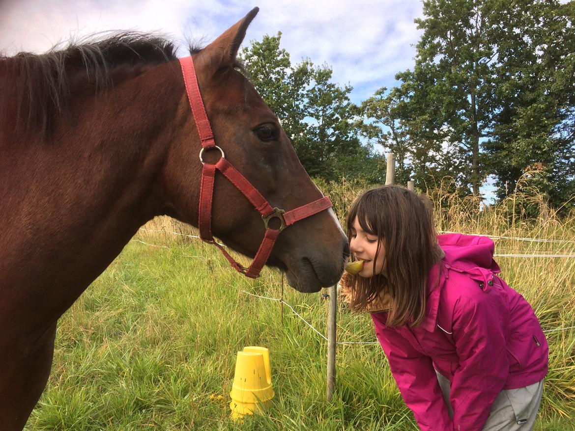 New Forest Spangbo's tonja billede 7