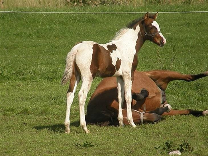 Anden særlig race Johnny Just For fun La cour (jolly) - jolly som føl billede 1