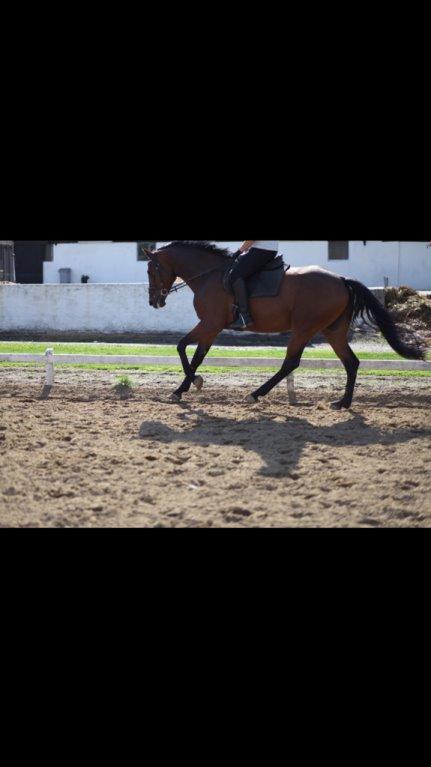 Dansk Varmblod Egelund yemen billede 4
