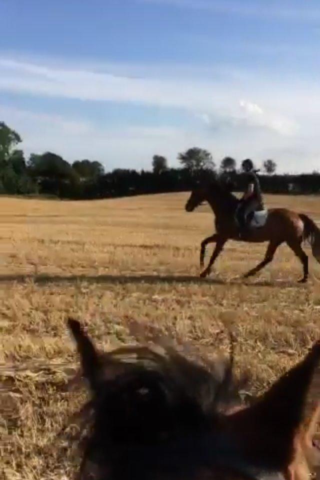 Dansk Varmblod Egelund yemen - Stubmark, han elsker det :-) billede 5