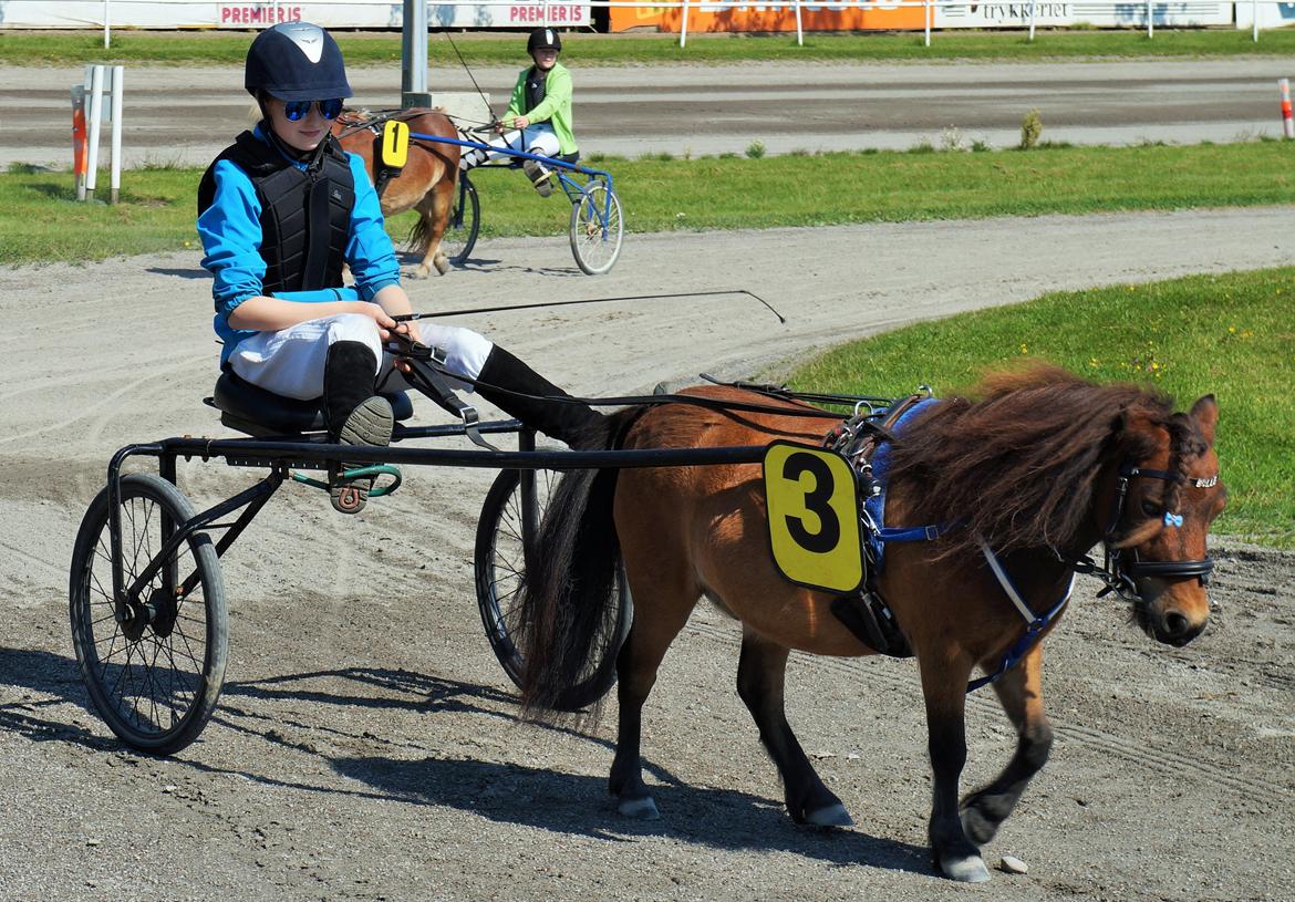 Shetlænder Bølle Bob - Bølle på travbanen d. 22 august  2015  billede 4