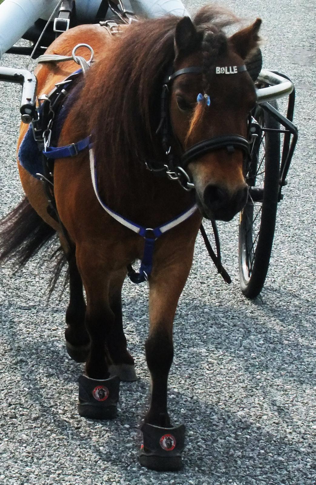 Shetlænder Bølle Bob billede 7