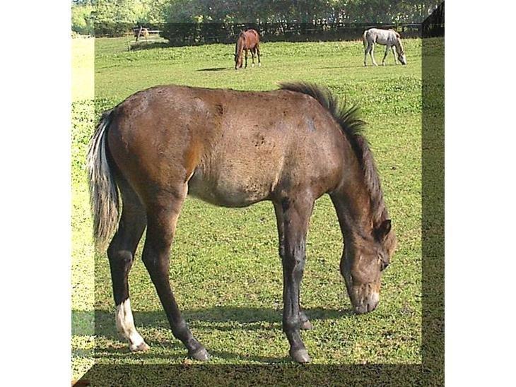 Welsh Pony (sec B) Bjerregårds felix (solgt) - følle felix billede 11