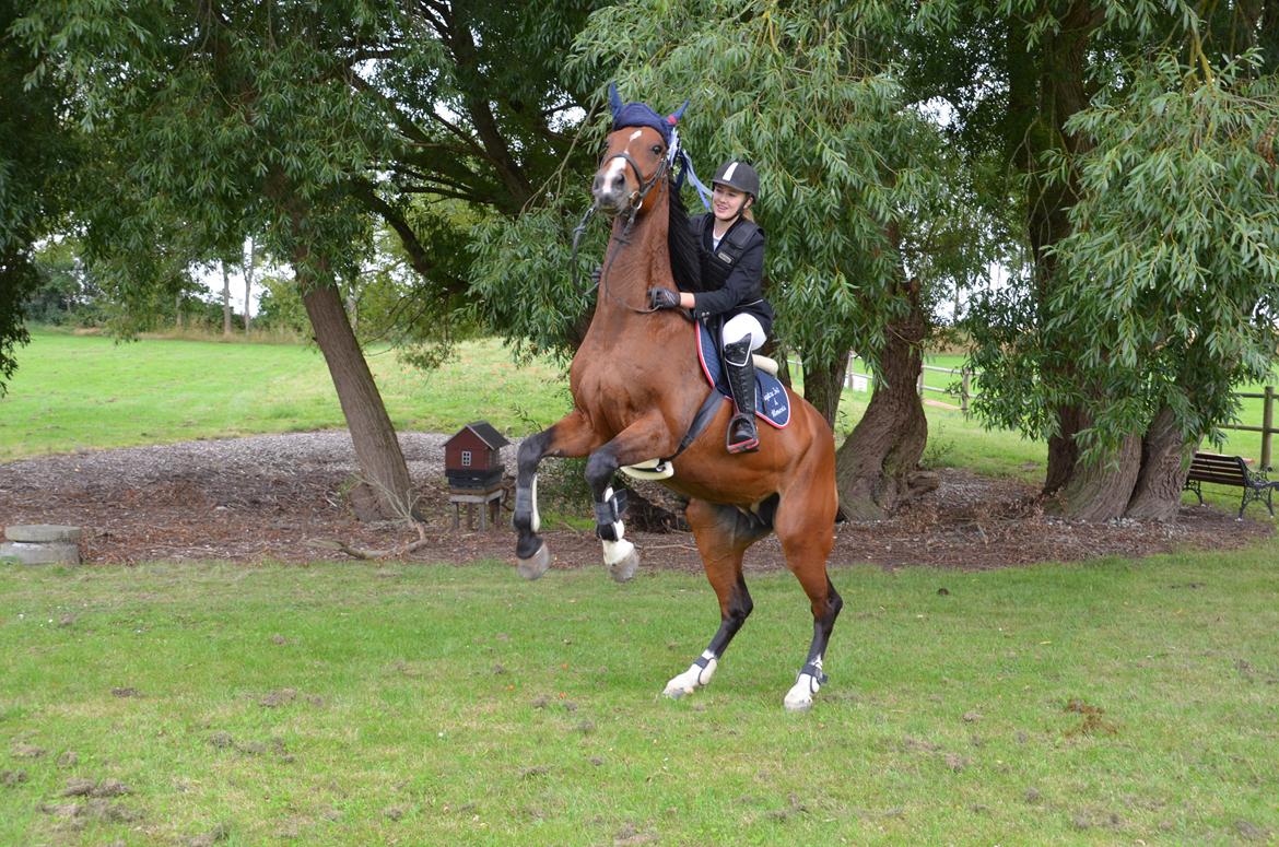 Hollandsk Varmblod Umarla billede 1