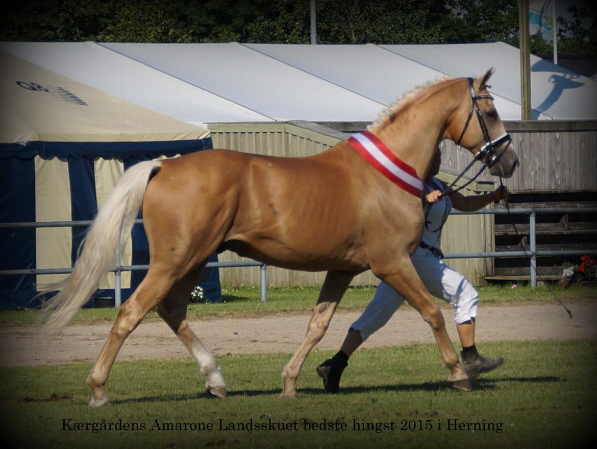 Palomino Kærgaardens Amarone billede 14