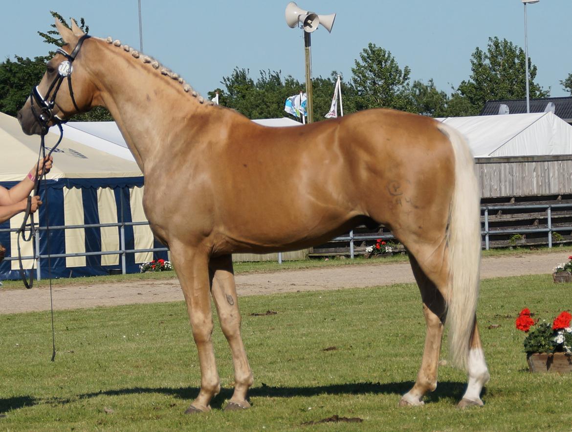 Palomino Kærgaardens Amarone billede 16