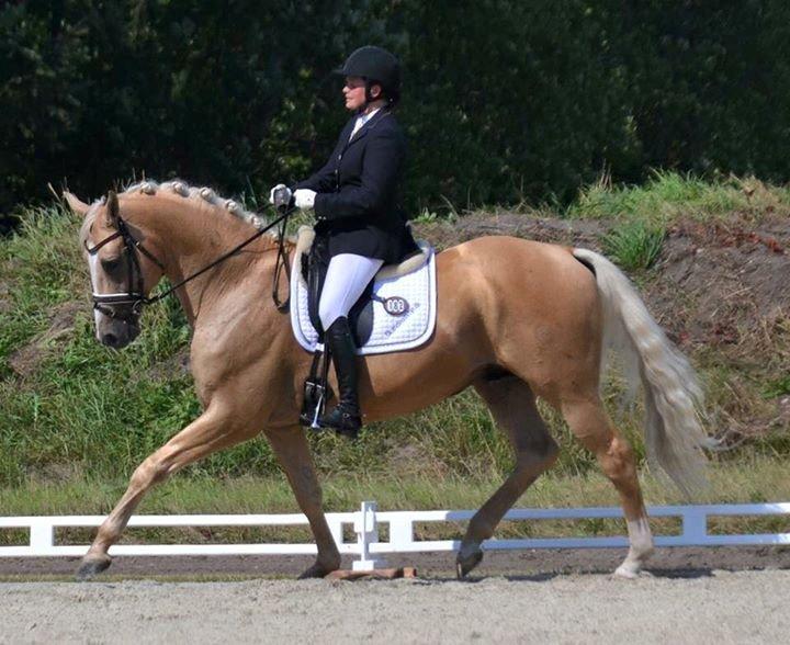 Palomino Kærgaardens Amarone billede 17