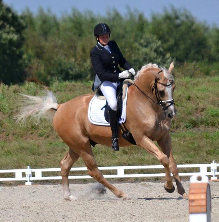 Palomino Kærgaardens Amarone billede 18