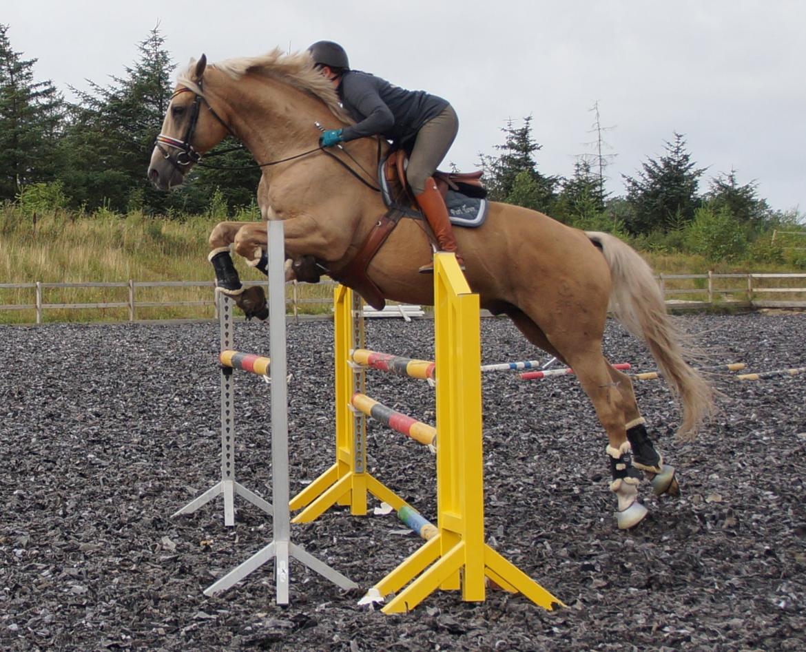 Palomino Kærgaardens Amarone billede 19