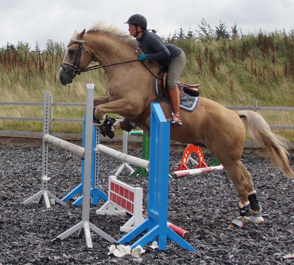 Palomino Kærgaardens Amarone billede 20