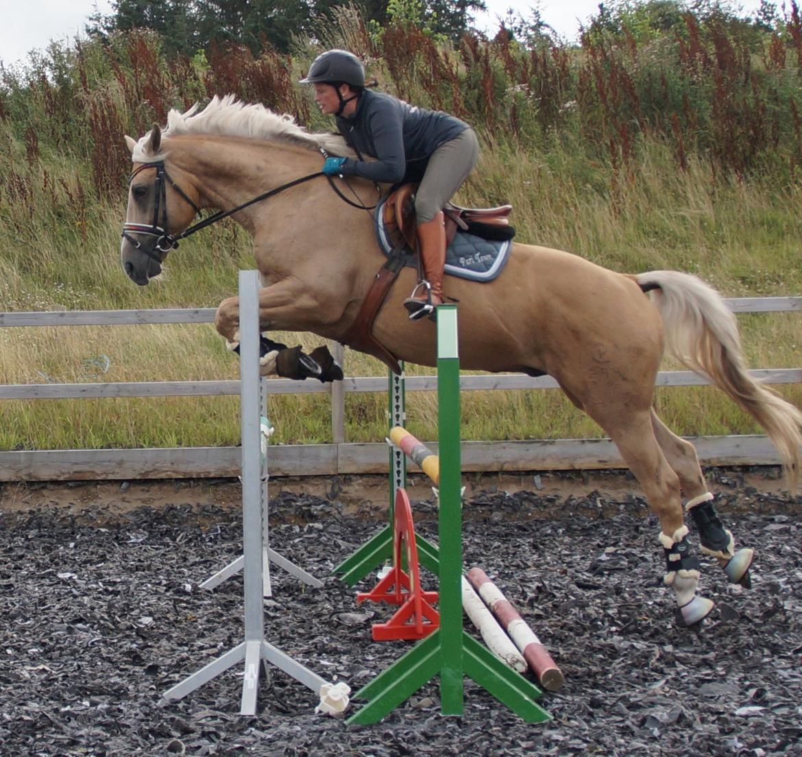 Palomino Kærgaardens Amarone billede 21