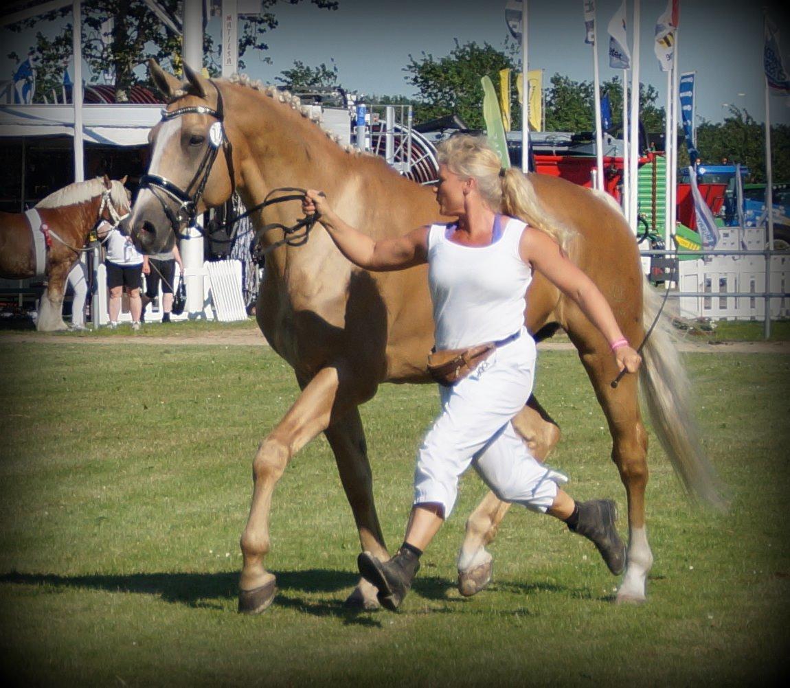 Palomino Kærgaardens Amarone billede 15