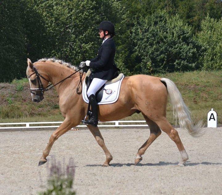 Palomino Kærgaardens Amarone billede 13