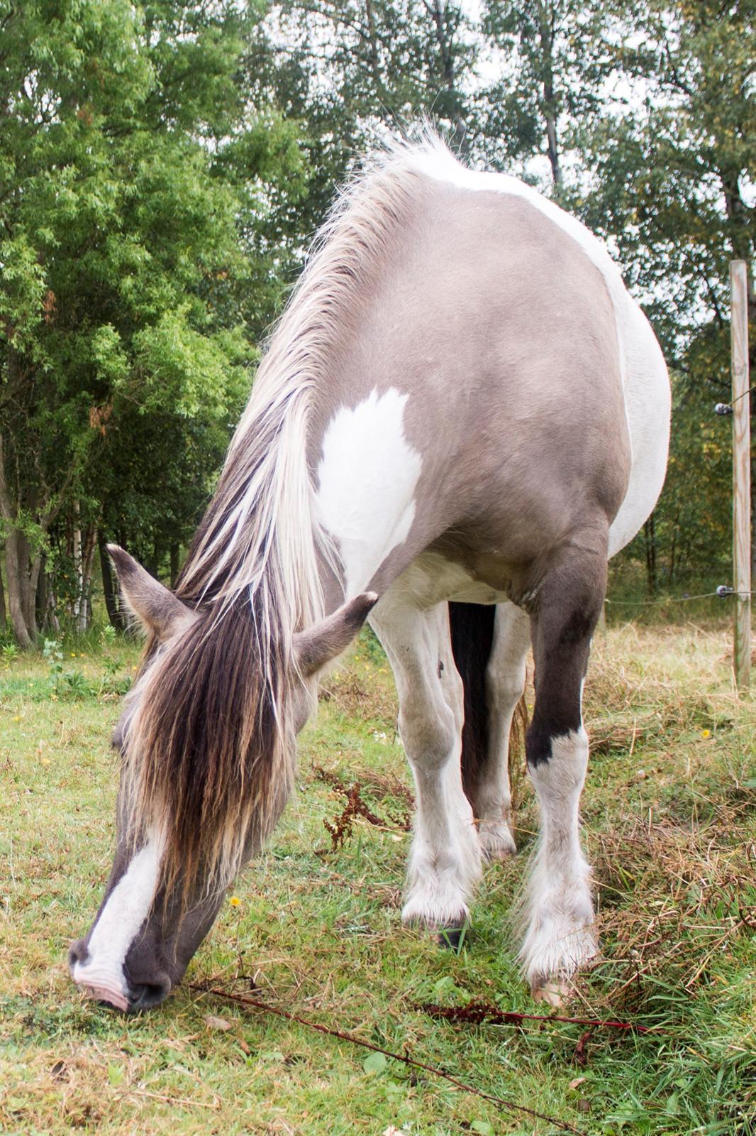 Irish Cob Crossbreed Fiona Filina •Bæstet• [Egen hest] billede 20