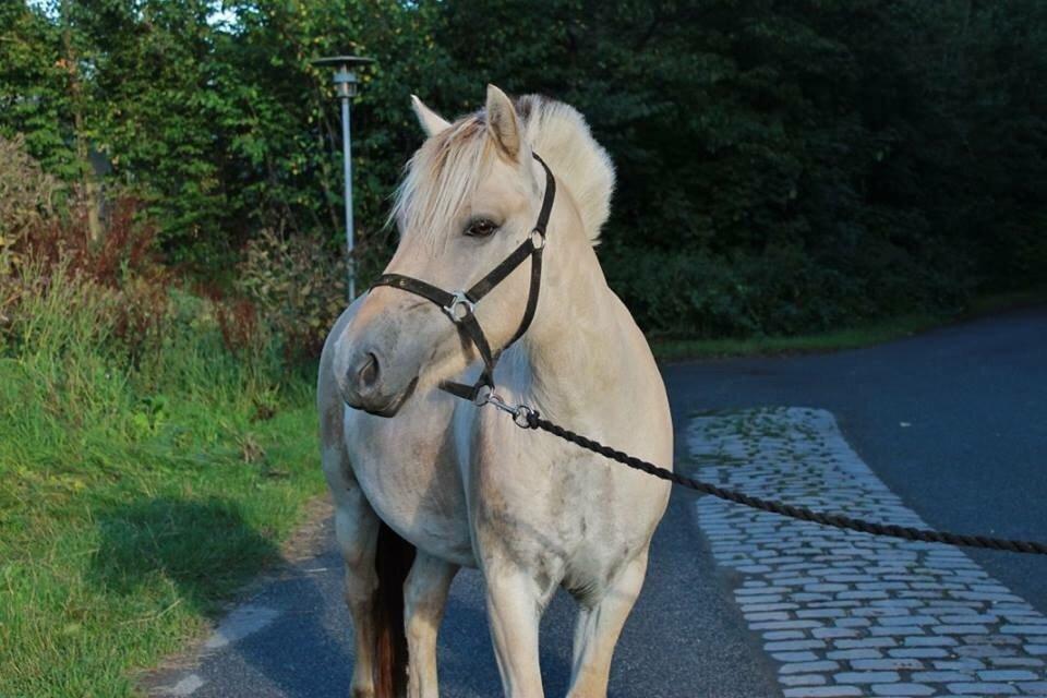 Fjordhest Hjorthøj's Tro billede 3