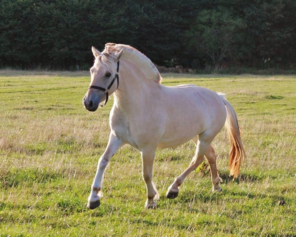 Fjordhest Hjorthøj's Tro billede 5