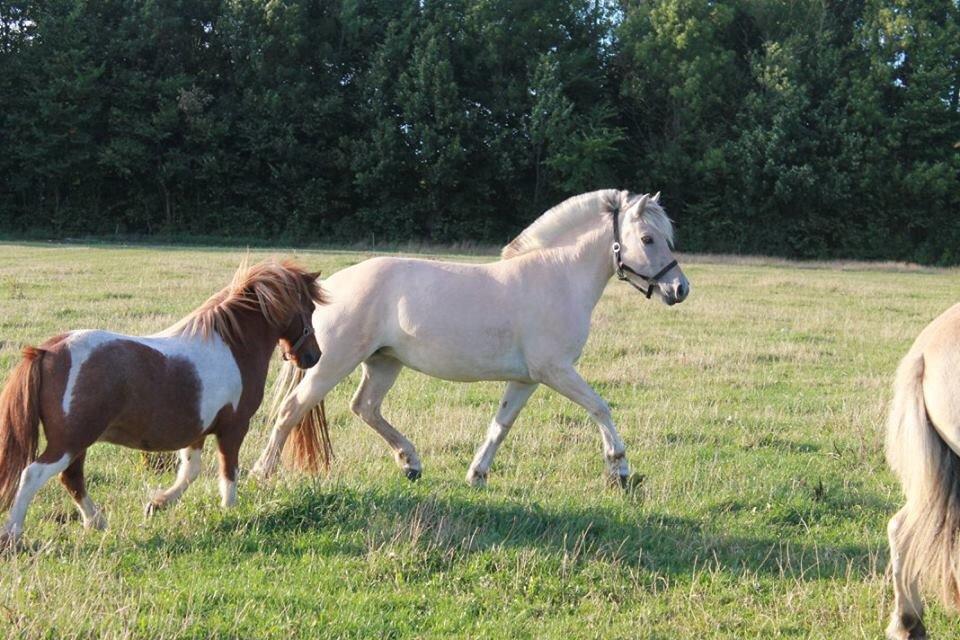 Fjordhest Hjorthøj's Tro billede 4