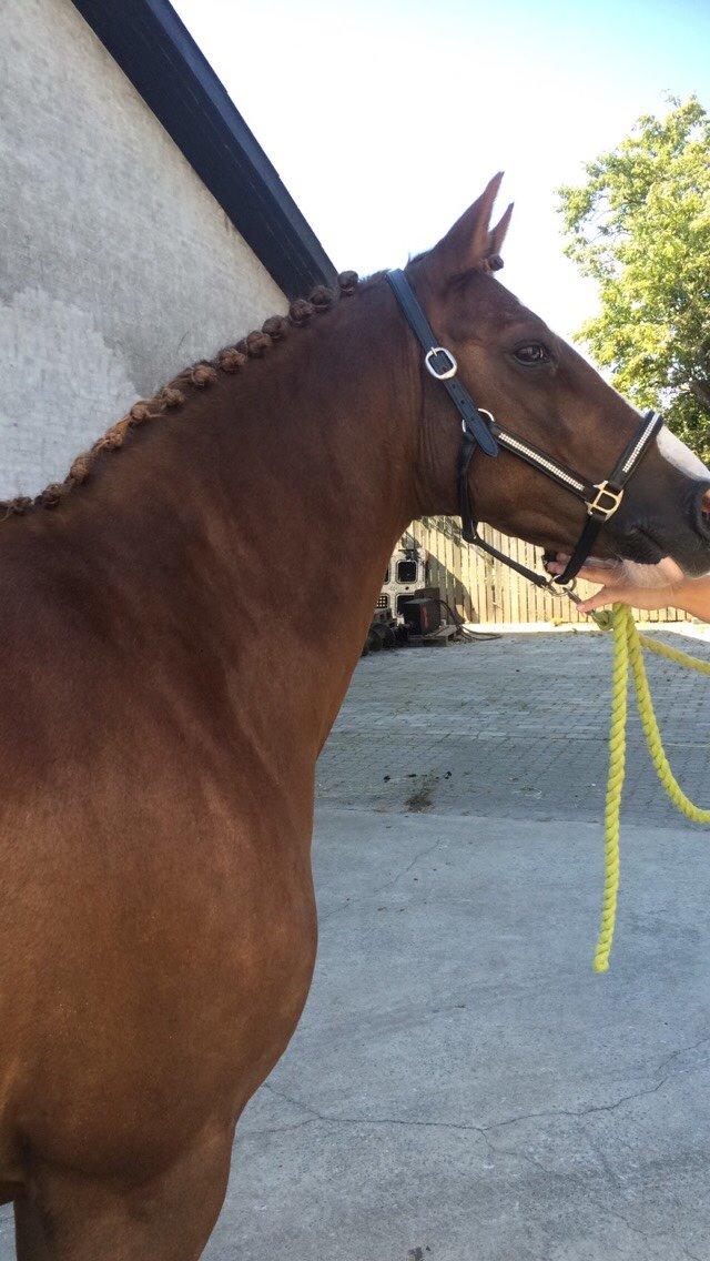 New Forest Ygor [1/3 A PONY] FORESALE  - Smukke ygor klar til stævne. billede 7