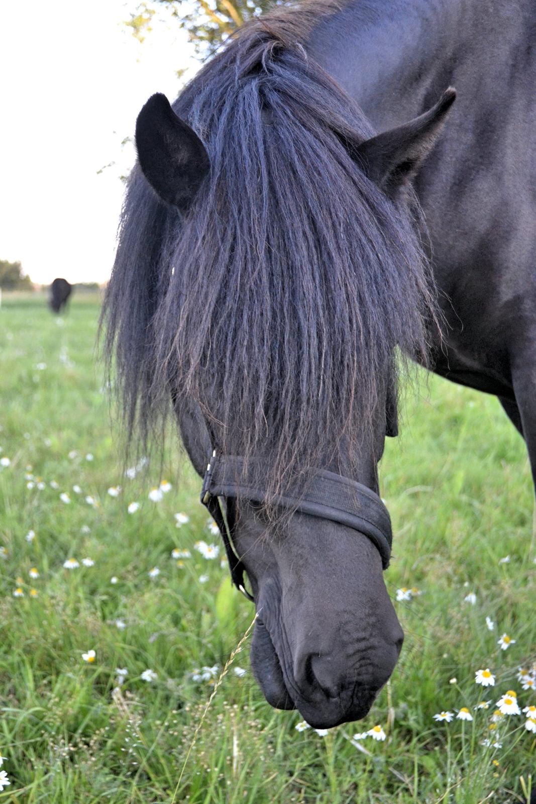 Islænder Aska fra Kringlan  - September 2015 billede 20