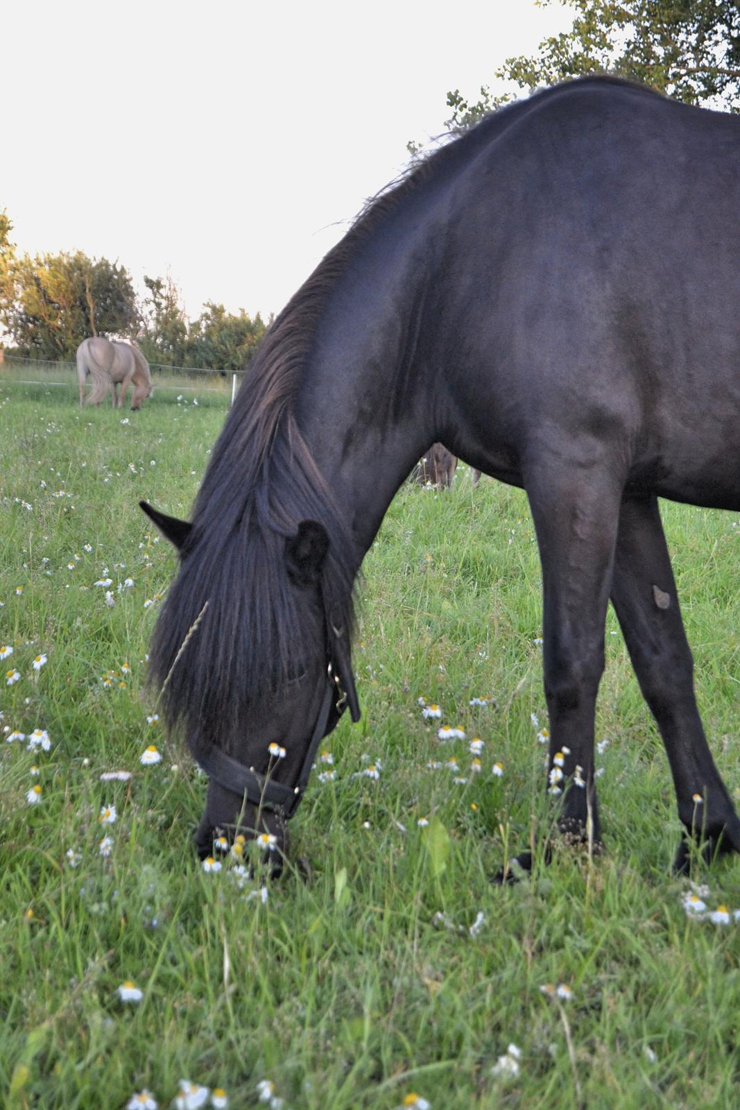 Islænder Aska fra Kringlan  - Sommertyk Aska - August 2015 billede 26