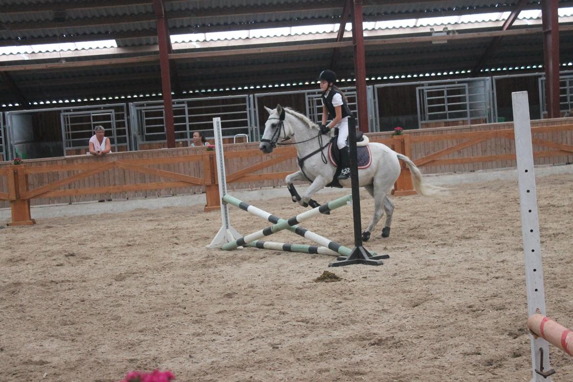 Anden særlig race Silver Moon - DHE - Træf 2014 Foto: Silja Helen Sørensen billede 11