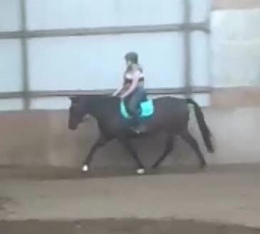 Dansk Varmblod Låise billede 23