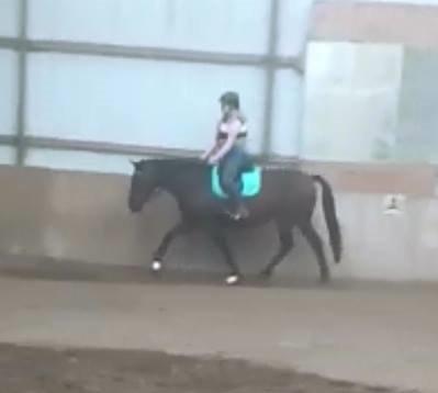 Dansk Varmblod Låise billede 22