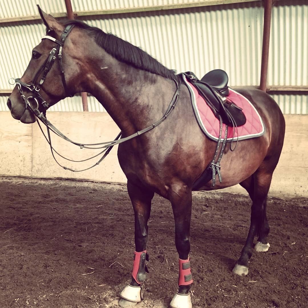 Dansk Varmblod Låise billede 24