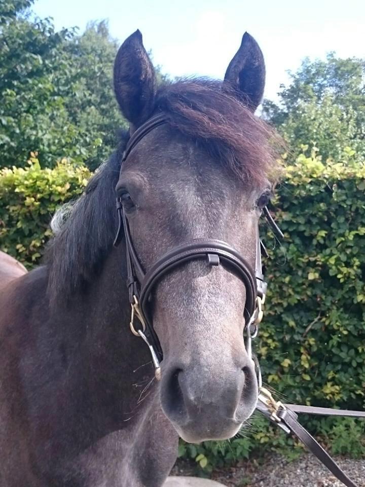 Connemara Granly's Weena  - 5 September 2015 billede 4