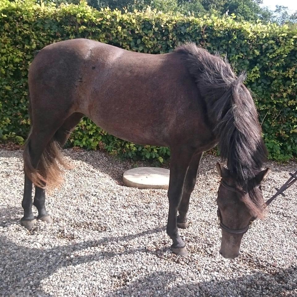 Connemara Granly's Weena  - 5 September 2015 billede 2