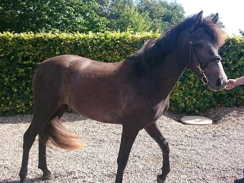 Connemara Granly's Weena  - 5 September 2015 billede 8