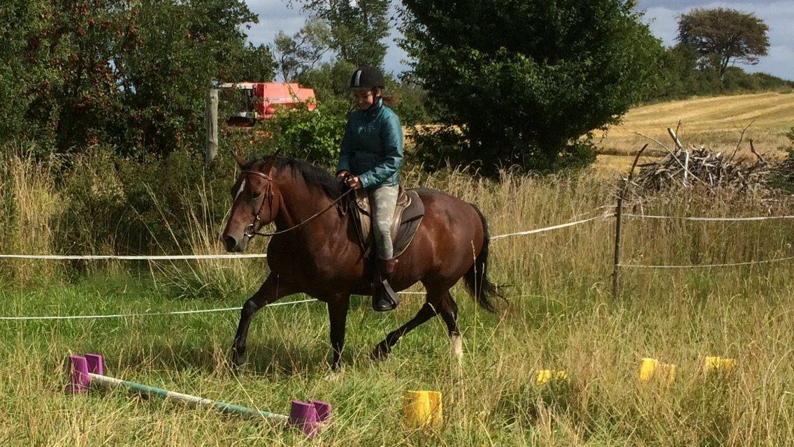 New Forest Spangbo's tonja billede 12