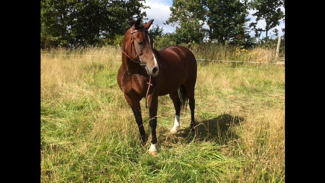 New Forest Spangbo's tonja billede 16