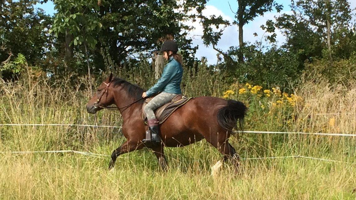 New Forest Spangbo's tonja billede 15