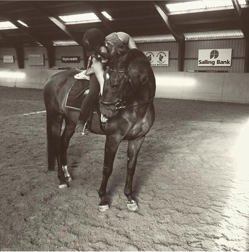 Tysk Oldenburger Terra X billede 8