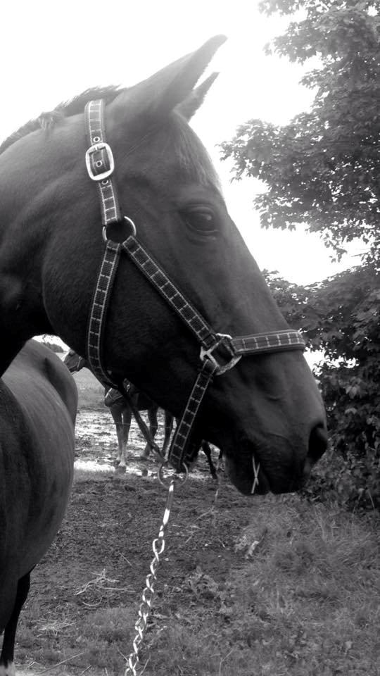 Tysk Oldenburger Terra X billede 2