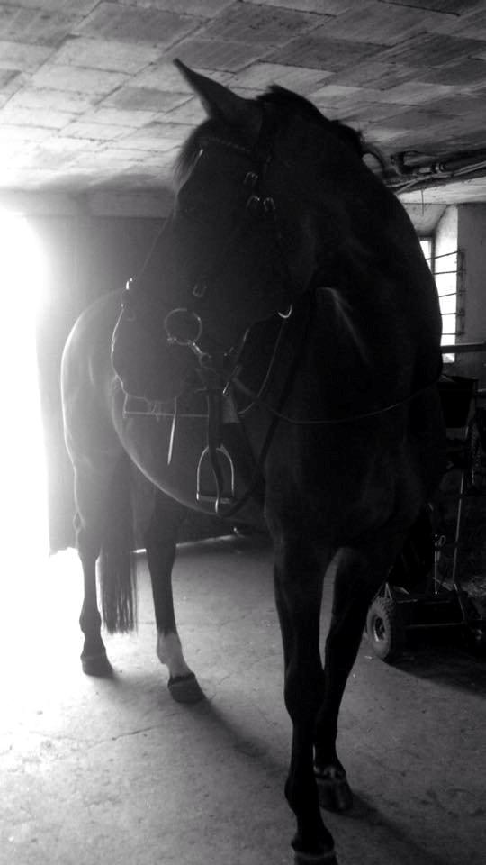 Tysk Oldenburger Terra X billede 9