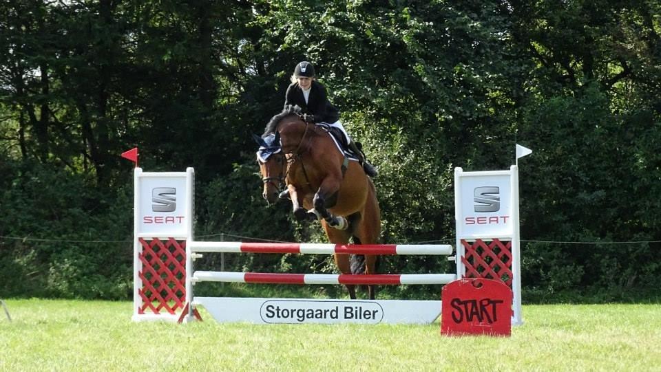 Dansk Varmblod Just Ask billede 11