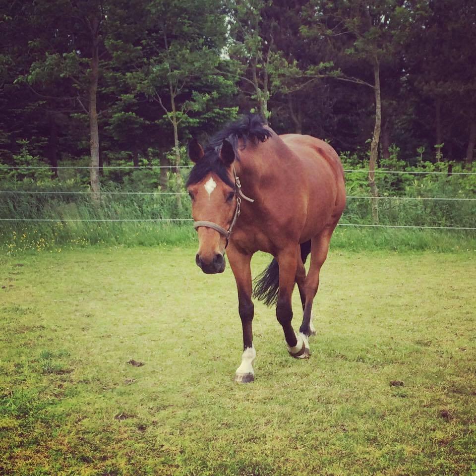 Dansk Varmblod Just Ask billede 14