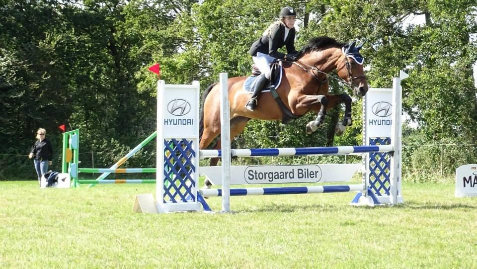 Dansk Varmblod Just Ask billede 15