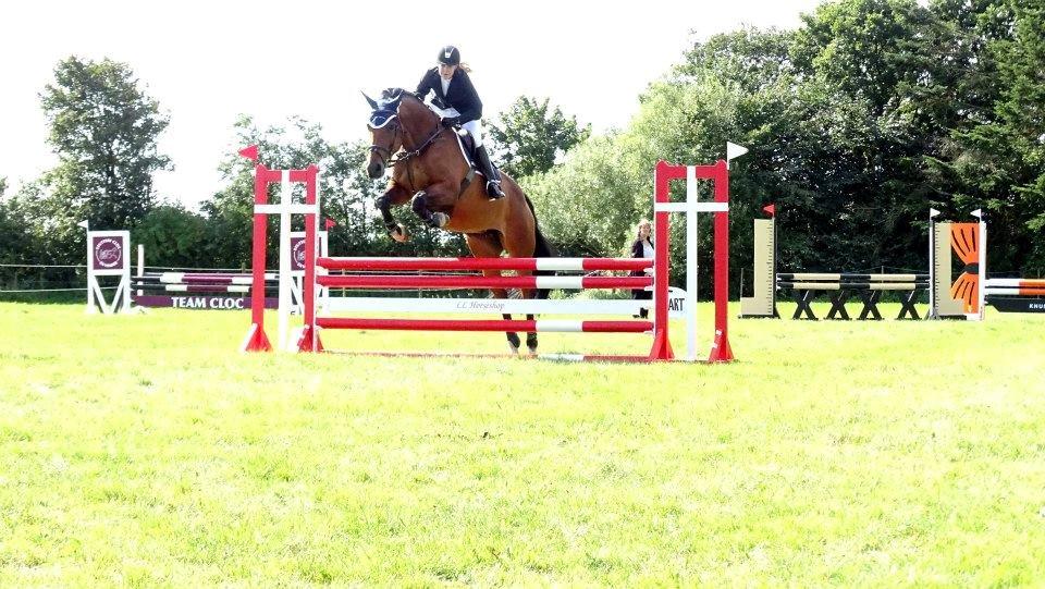 Dansk Varmblod Just Ask billede 3