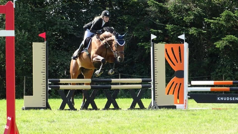 Dansk Varmblod Just Ask billede 16