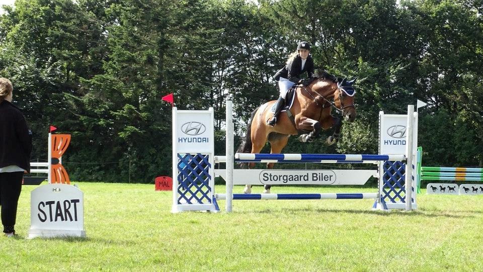 Dansk Varmblod Just Ask billede 18