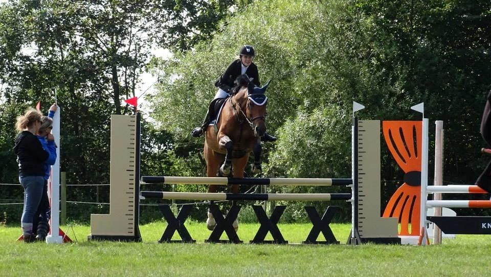 Dansk Varmblod Just Ask billede 13