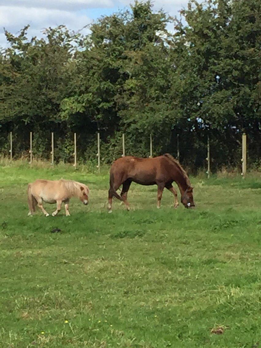 New Forest Askebo's gaiafield billede 5