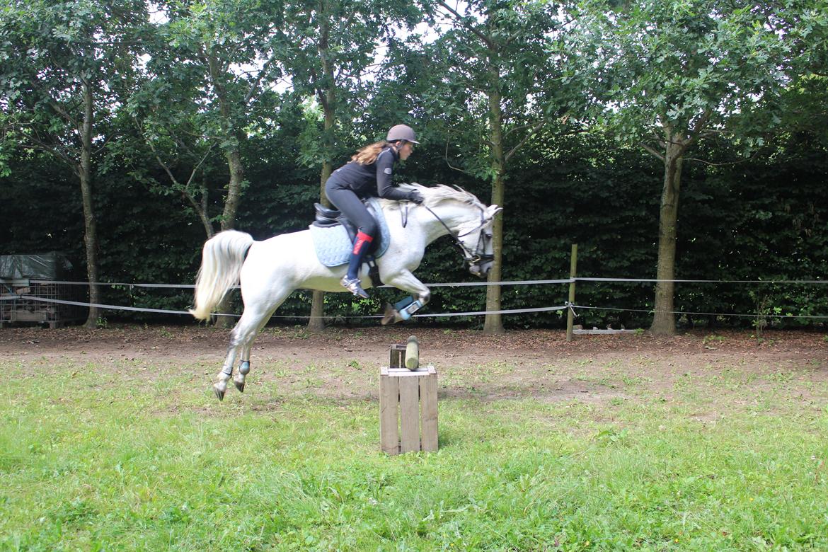 DSP Stidsbjergs Kaleb OX billede 5