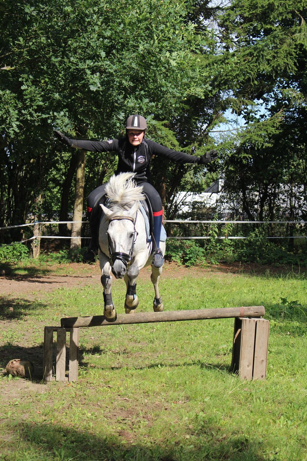 DSP Stidsbjergs Kaleb OX billede 4