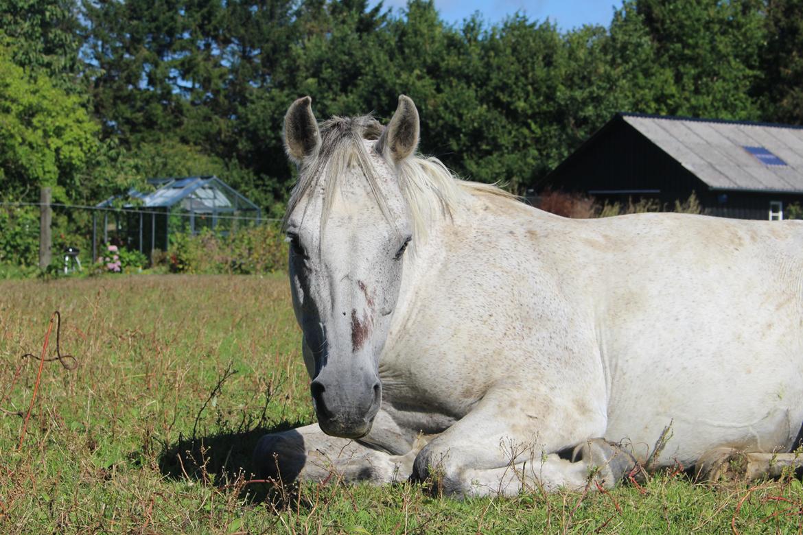 DSP Stidsbjergs Kaleb OX billede 3