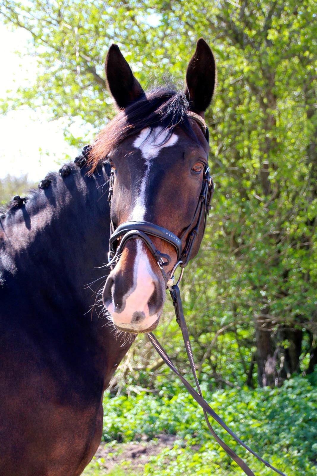 Oldenborg "Korsløkkens" Markus billede 26